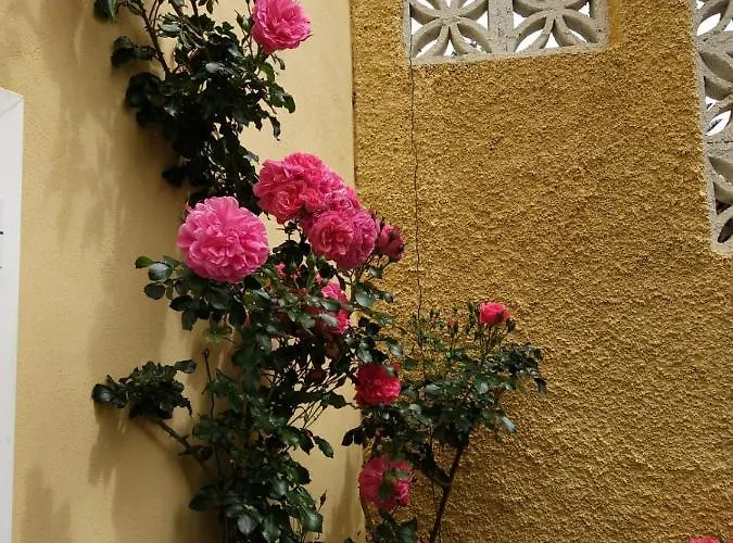 Humboldt Vila *